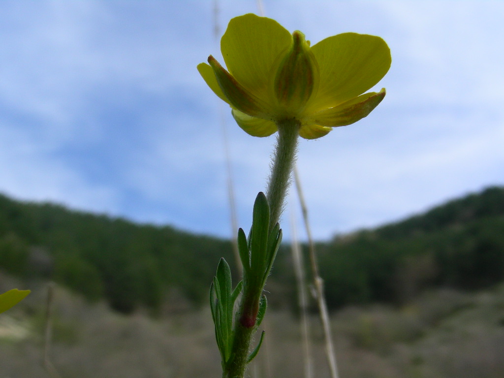 Ranunculus millefoliatus